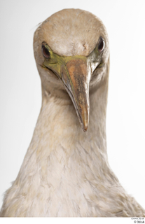 Bird 10 head neck 0001.jpg